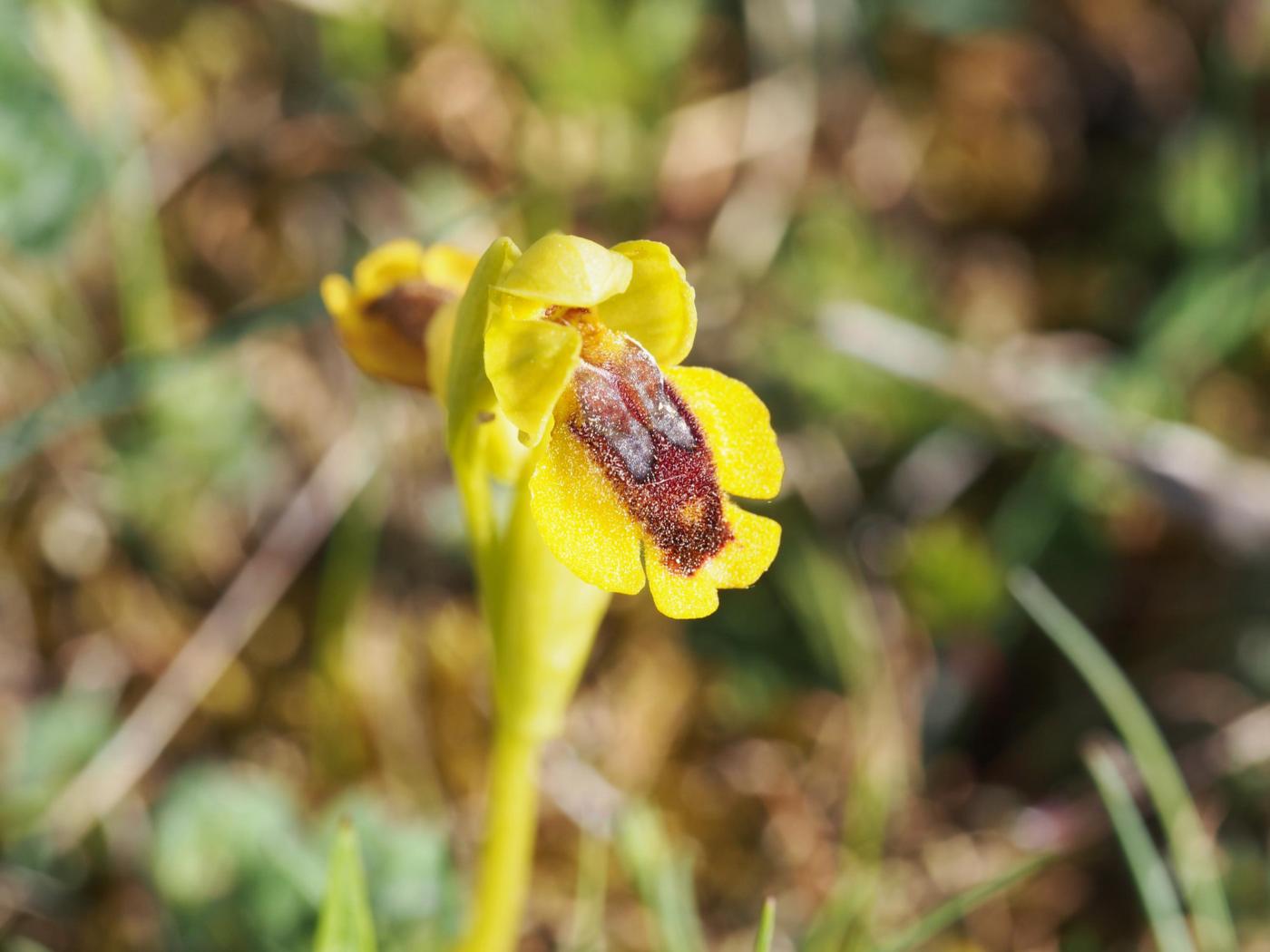 Ophrys, Yellow flower